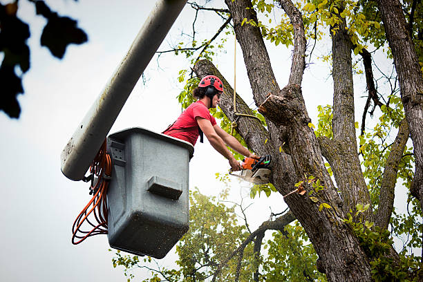 Dry Run, OH Tree Care  Company