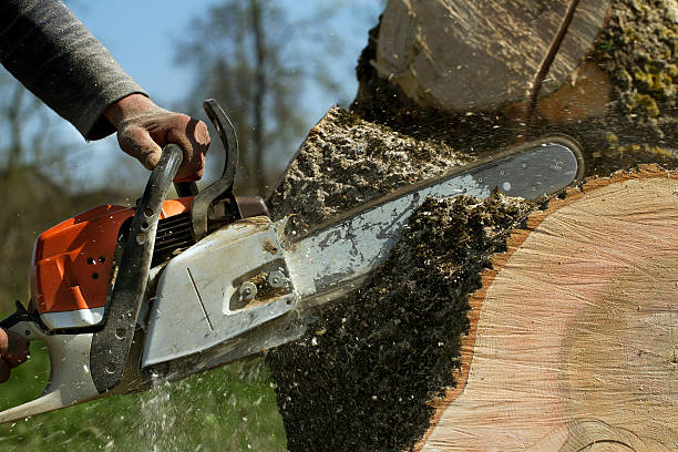 How Our Tree Care Process Works  in  Dry Run, OH